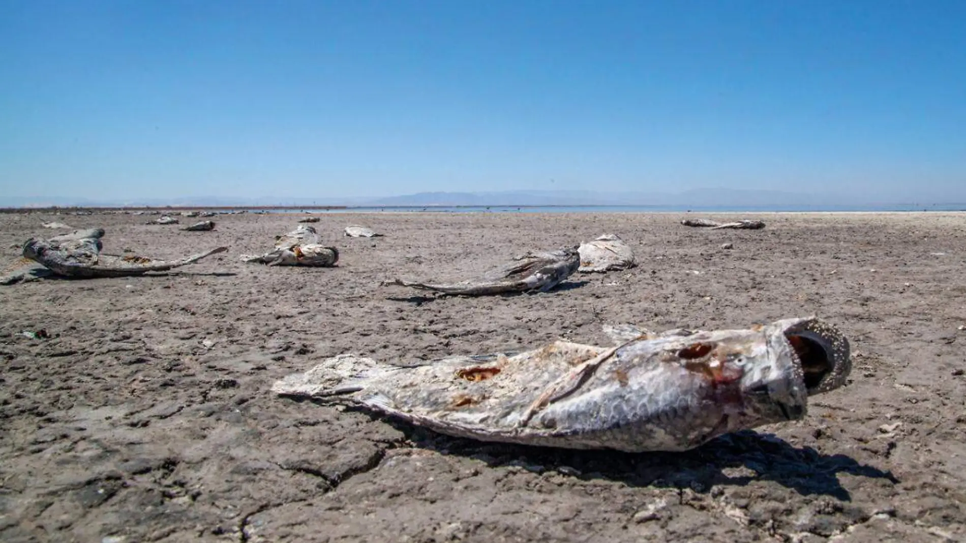 salton sea 2